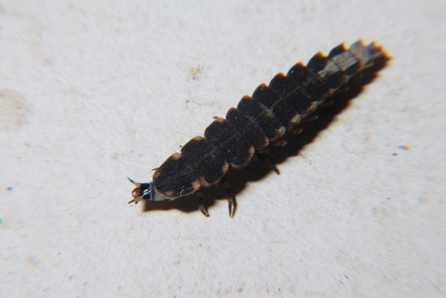 Larva di Lampiridae